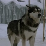 Jed in "The Thing" (1982)